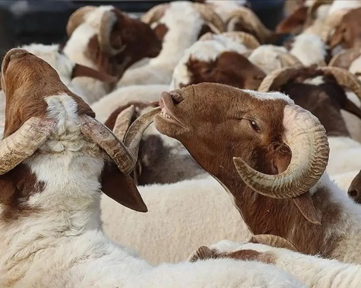 Vekâletle kurban